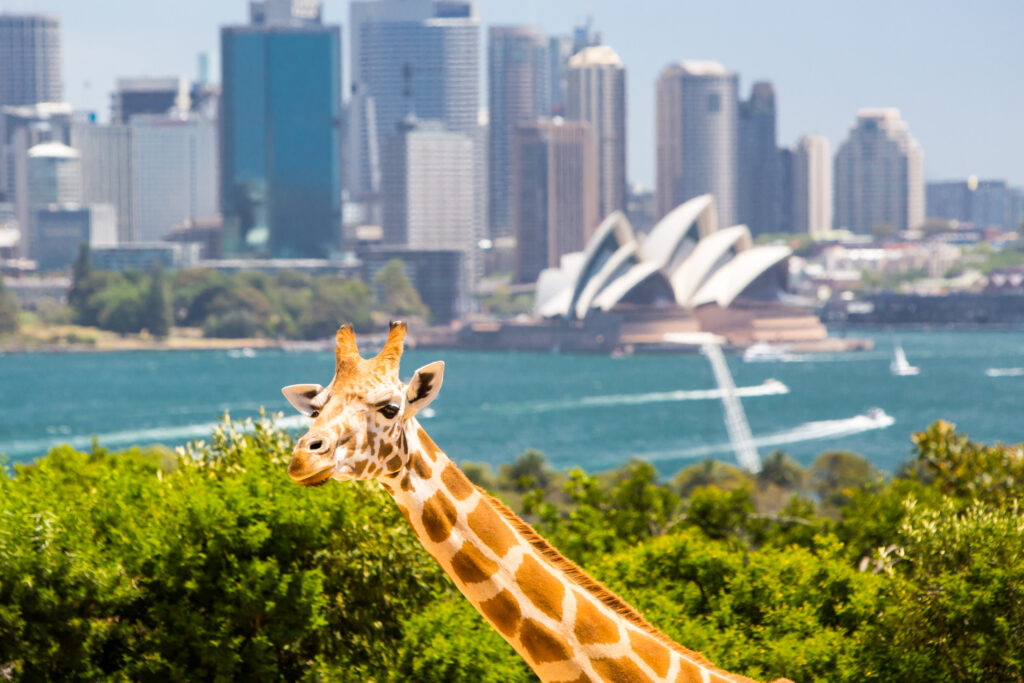 Taronga Zoo Sydney