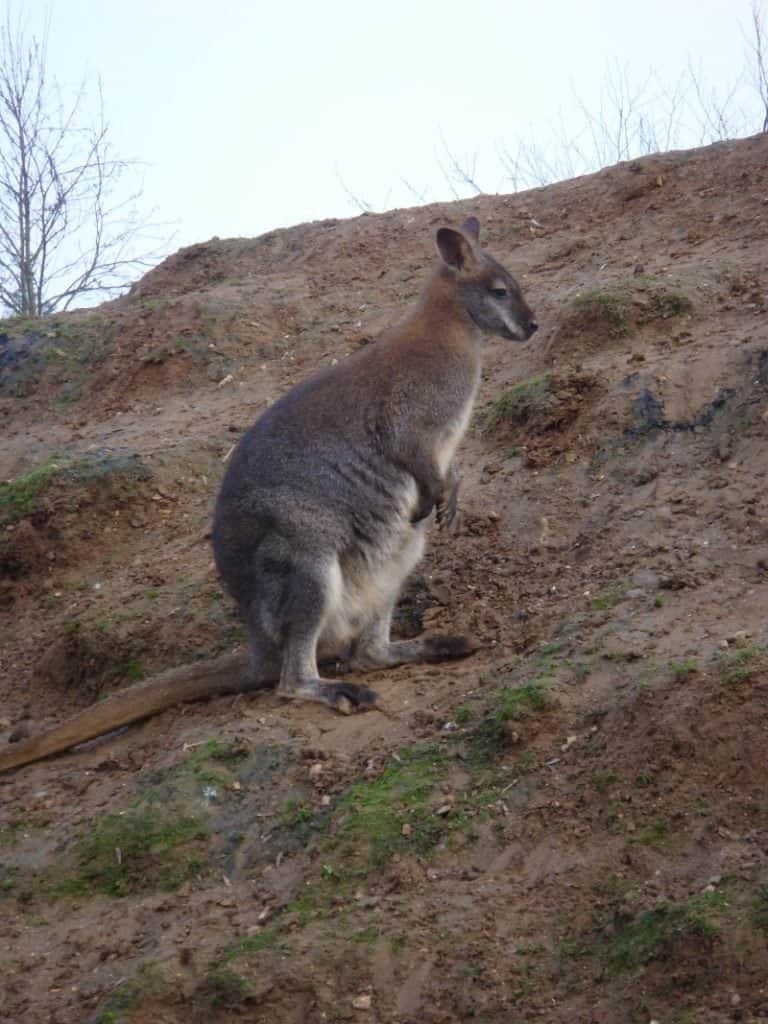 Wallaby nello zoo di Colchester