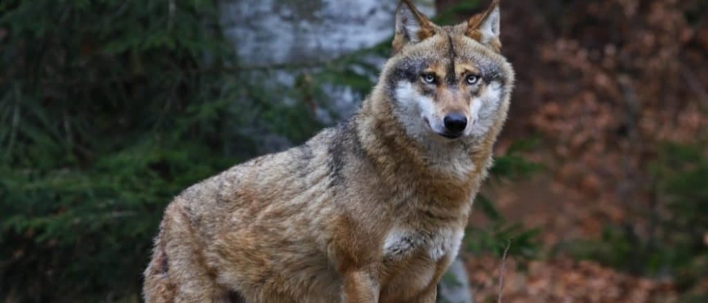 Animali in Turchia