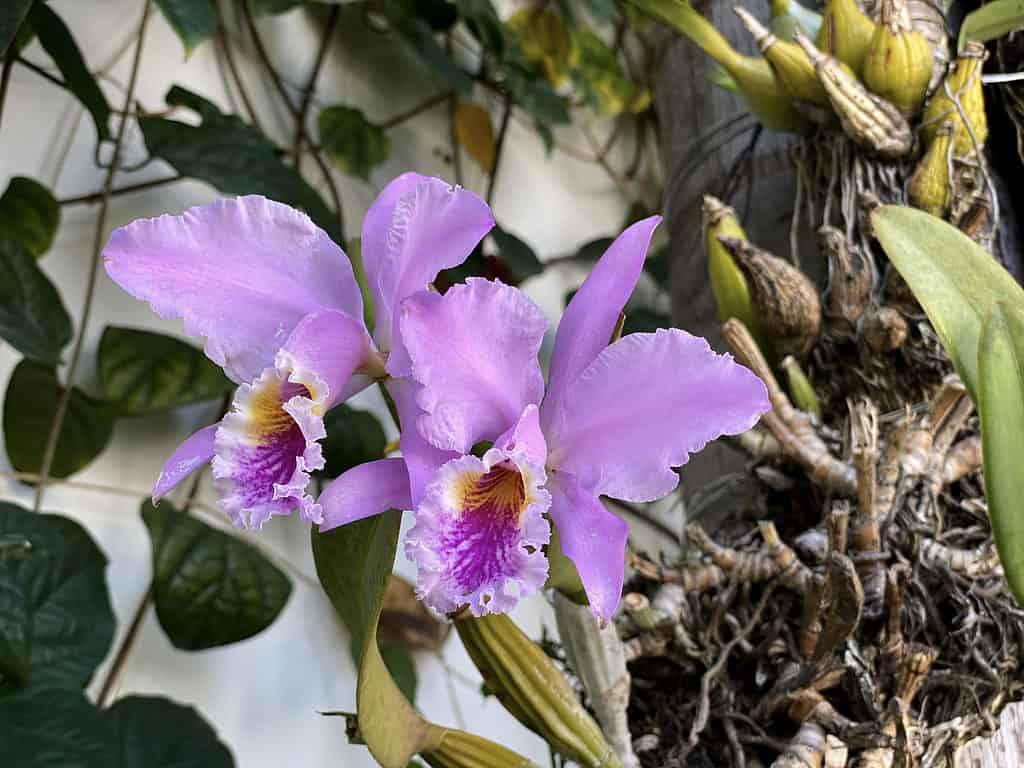 Purple orchid cattleya mossiae immerso nel verde