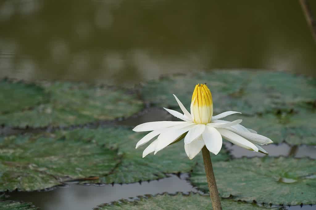 Nymphaea lotus, il bianco loto egiziano