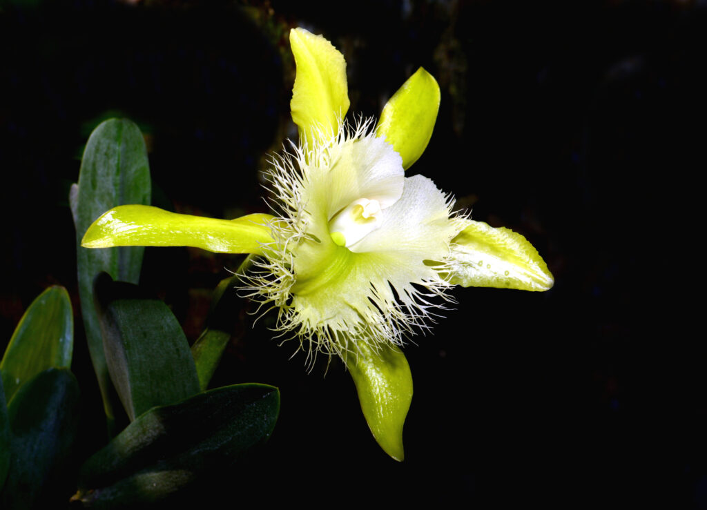 Rhyncholaelia digbyana