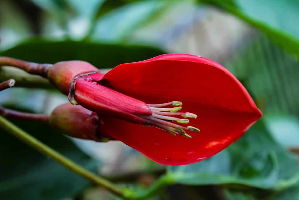 Primo piano del fiore di Ceibo Erythrina.