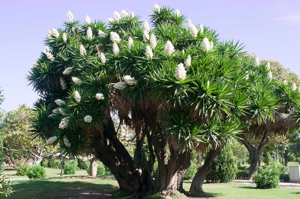 Yucca gigante
