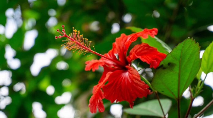Scopri il fiore nazionale di Porto Rico: il fiore di Flor de Maga
