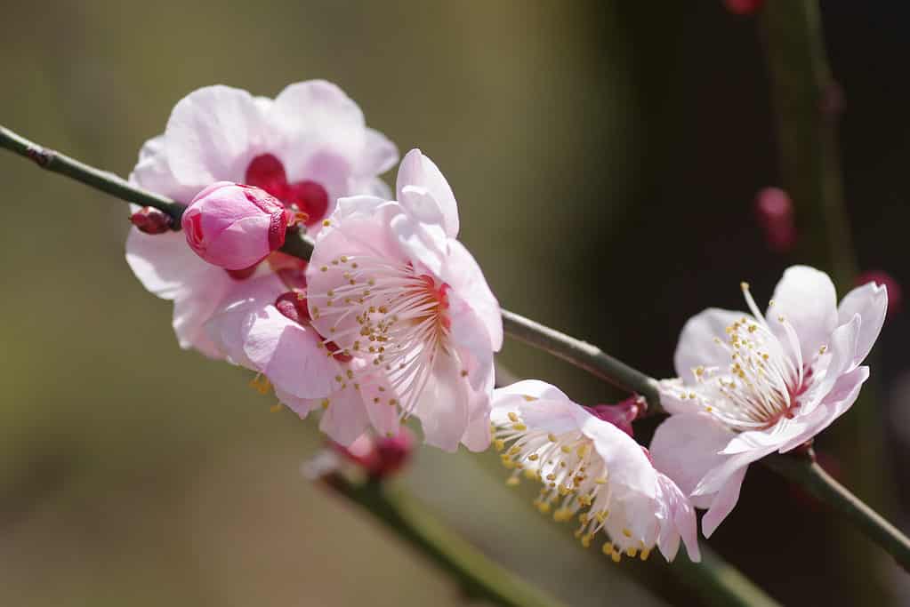 Prunus mume, fiore di pruno