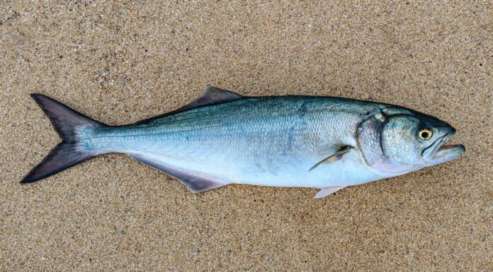 Scopri il pesce azzurro più grande mai catturato nel Maine
