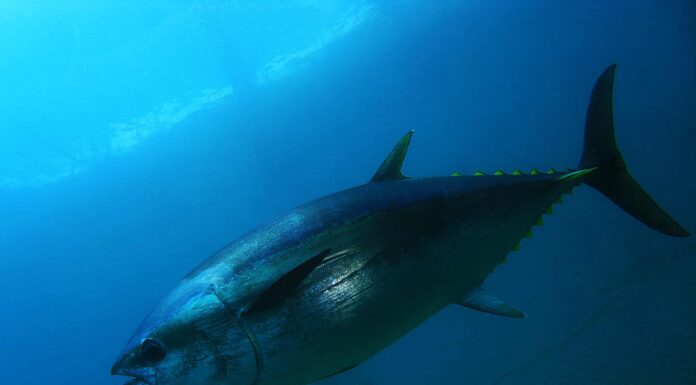 Scopri il più grande tonno rosso mai catturato in California
