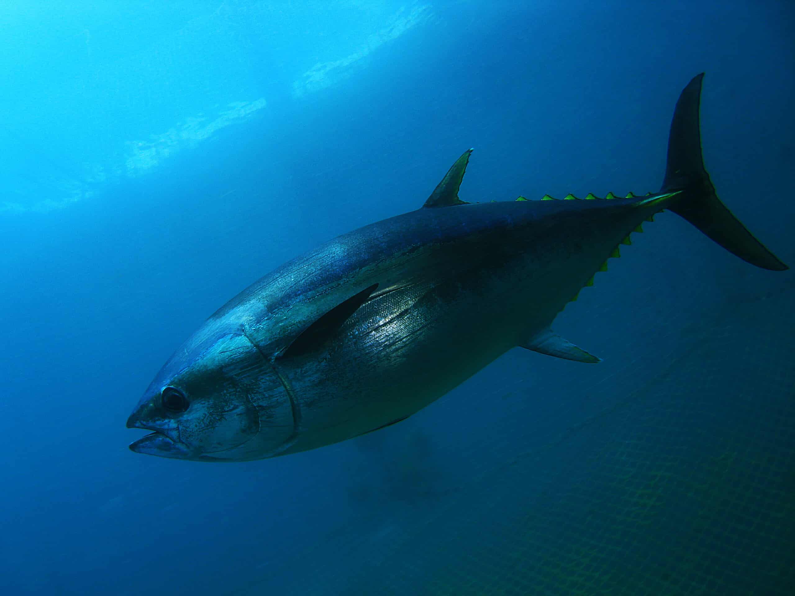 Il tonno azzurro nuota nell'oceano con una rete da pesca sullo sfondo