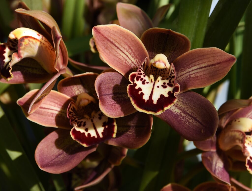 Orchidea Cymbidium