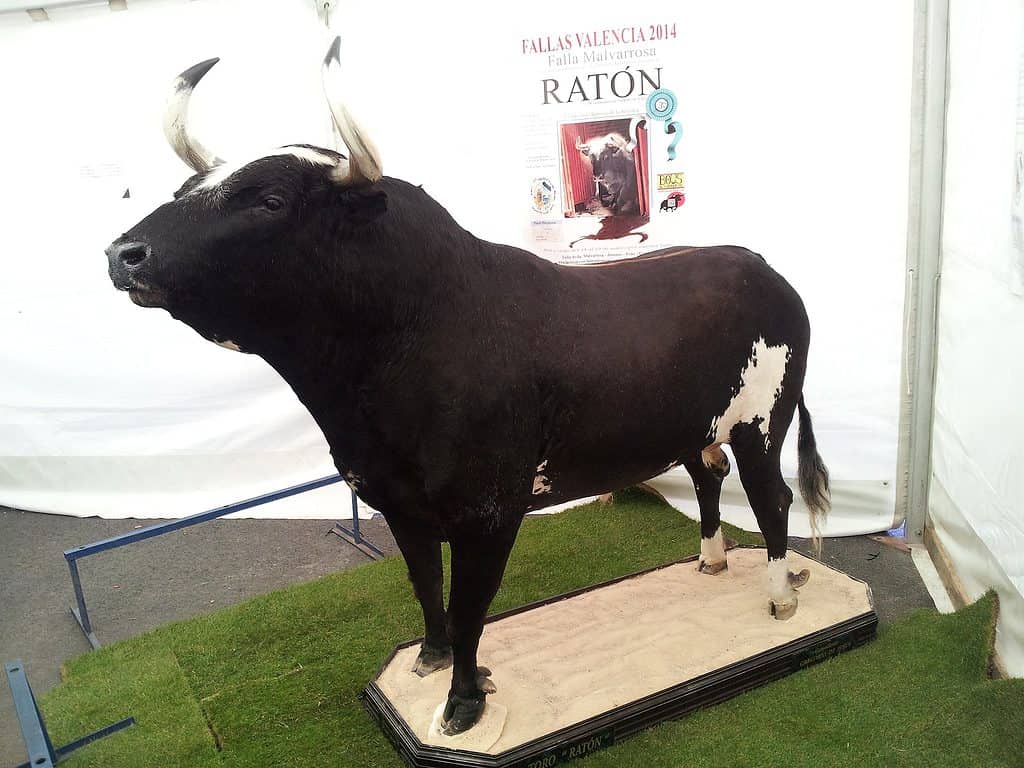 toro raton