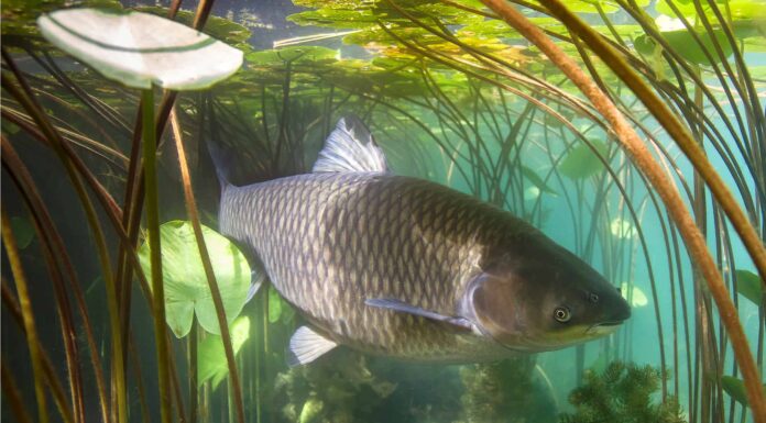 Scopri la carpa erbivora più grande mai catturata nel Mississippi
