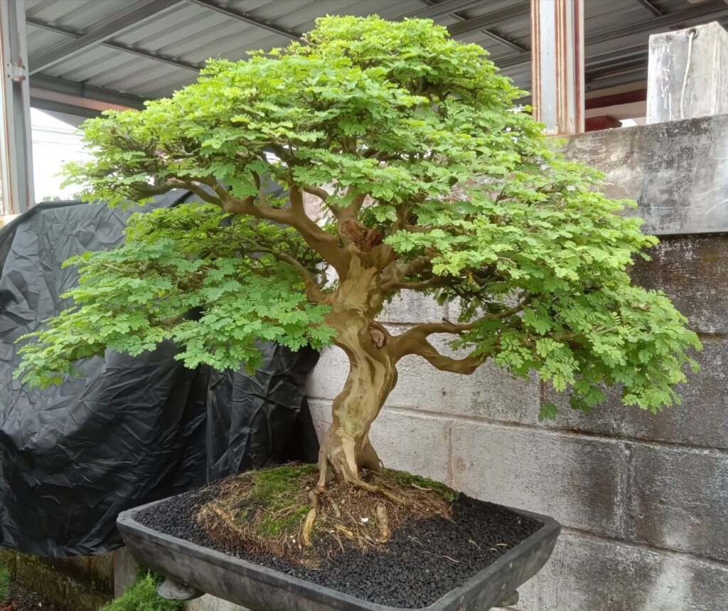 Bonsai dell'albero della pioggia brasiliano 1