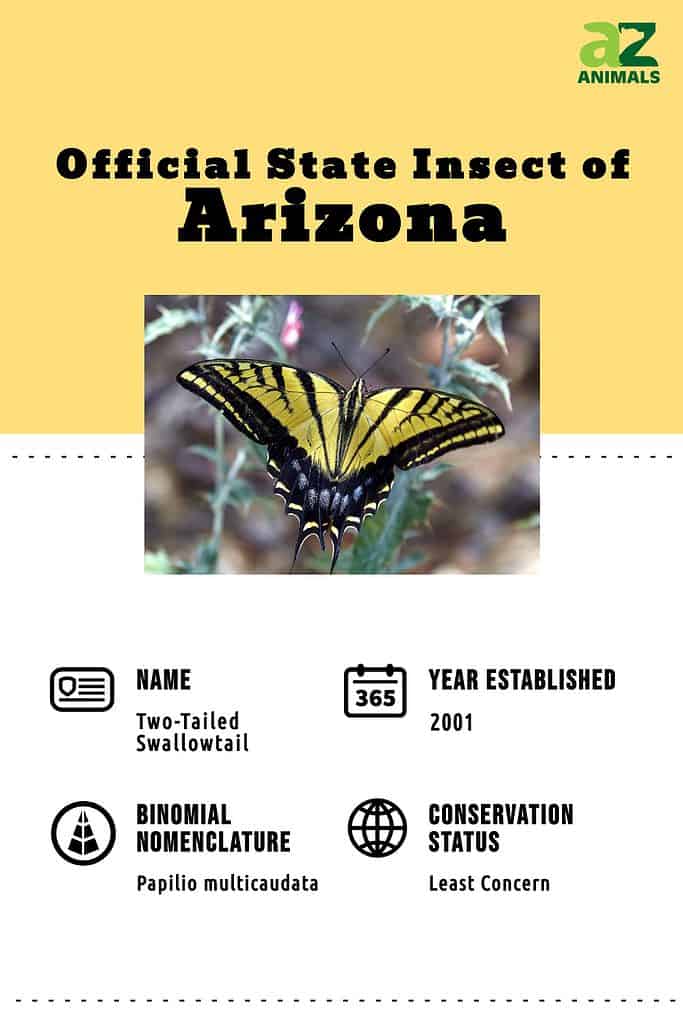 Infografica a coda di rondine dell'Arizona a due code