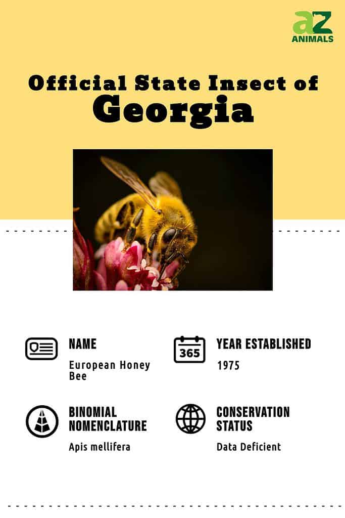 Georgia European Honey Bee infografica