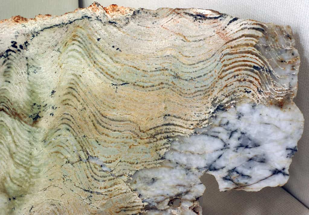 Stromatolite, Australia occidentale