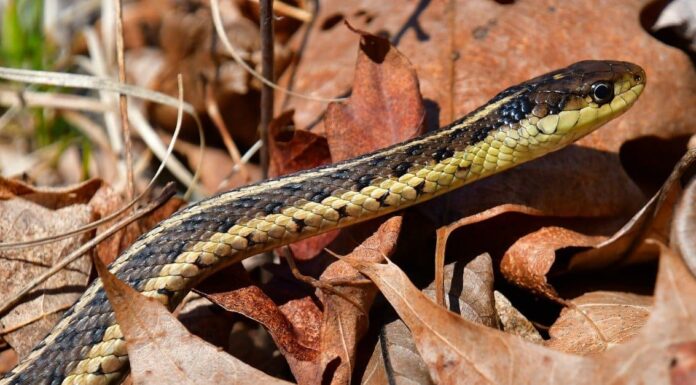 Scopri perché la Virginia ha chiamato il serpente giarrettiera orientale il suo stato rettile
