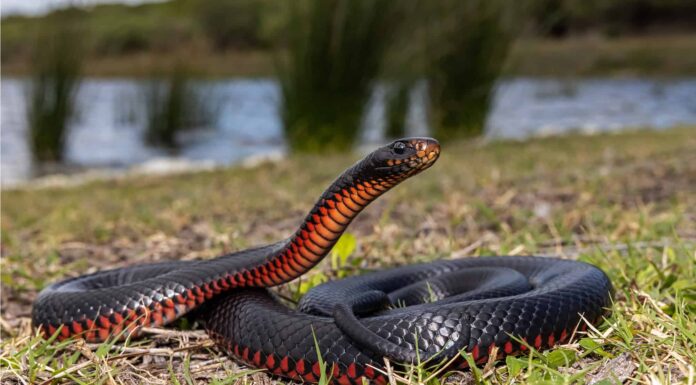 Serpente nero con pancia rossa in Florida: cos'è ed è velenoso?
