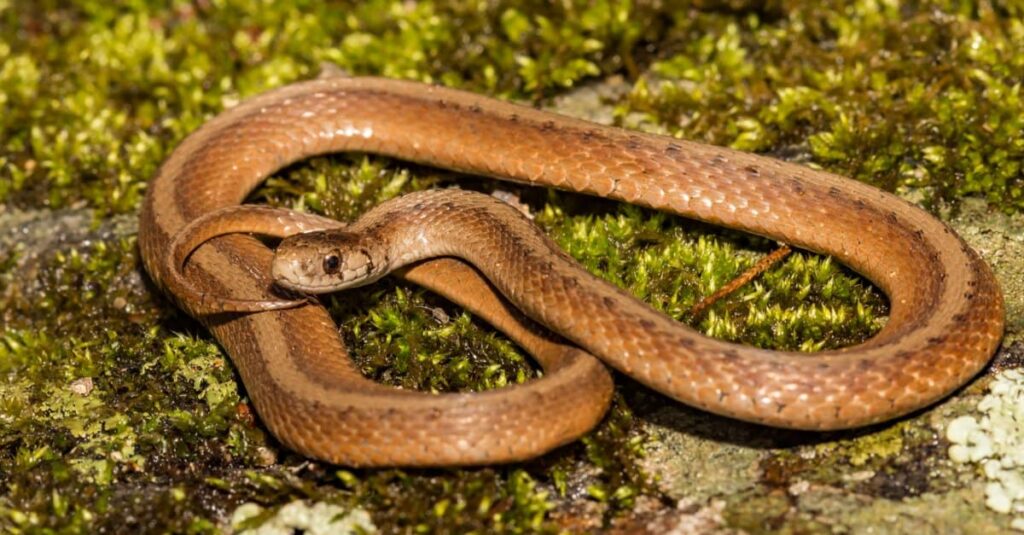 Serpenti nel Maine - Serpente marrone di DeKay (serpente marrone settentrionale)