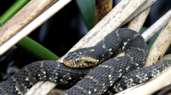 Serpenti d'acqua neri: sono pericolosi e dove vivono?
