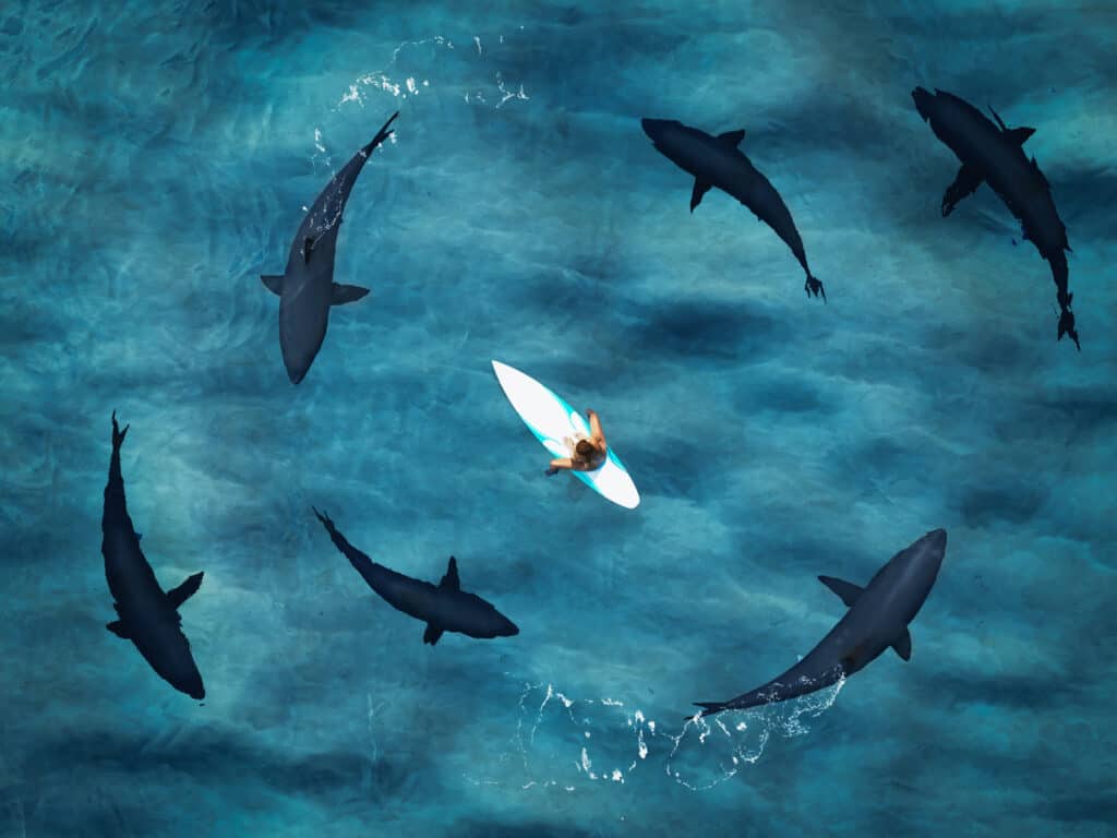 boarder circondato da squali