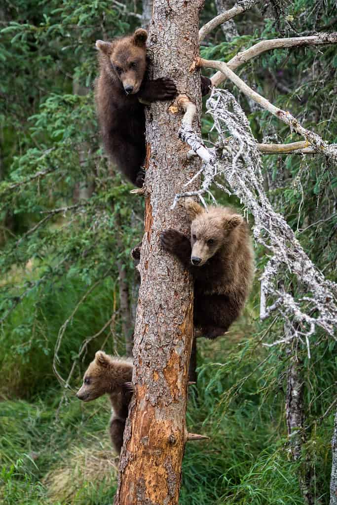 Tre cuccioli di grizzly si sono arrampicati su questo albero per sfuggire a un grosso orso maschio sottostante e stanno aspettando che la madre torni da loro.