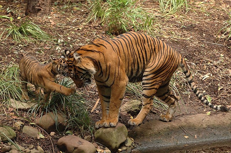 Tigre di Sumatra, adulto con cucciolo
