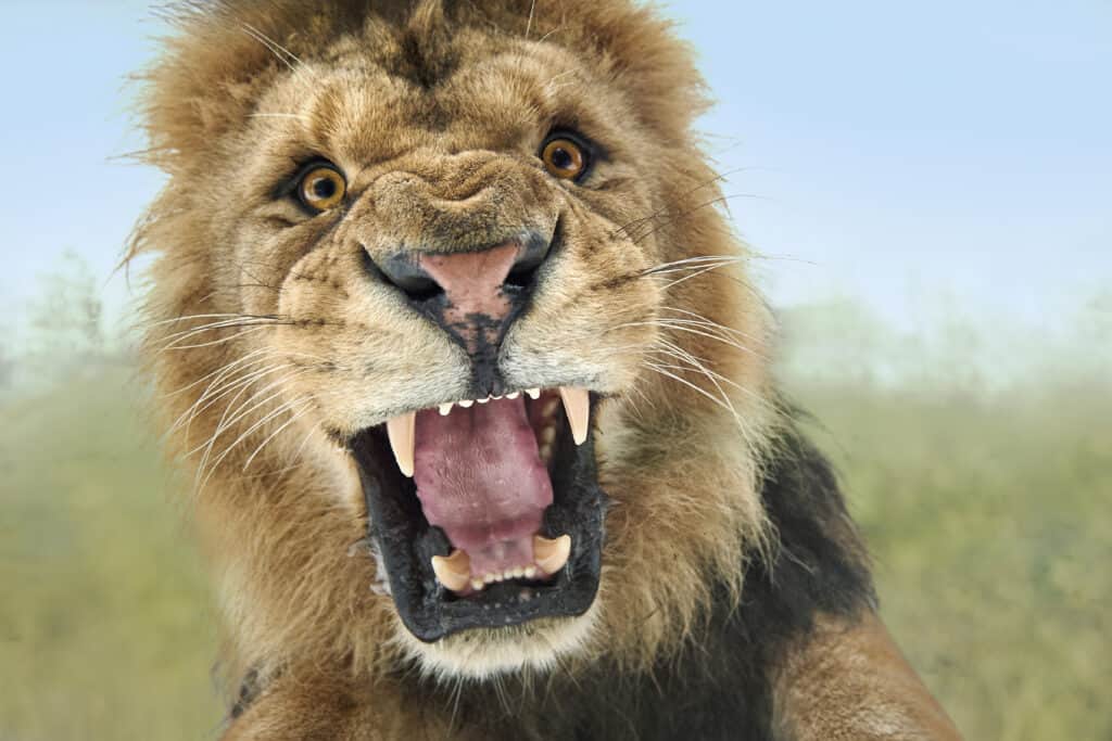 Essere attaccato da un leone nel tuo sogno indica ostacoli nella tua vita