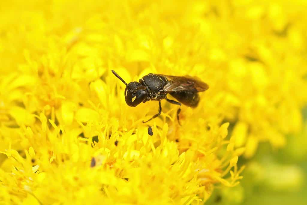 Macro di un'ape Hylaeus femmina su un fiore giallo, forse un crisantemo.  L'ape è principalmente nera e marrone con due forme triangolari gialle su entrambi i lati della faccia.  L'ape è rivolta verso sinistra.  I fiori gialli compongono lo sfondo sfocato