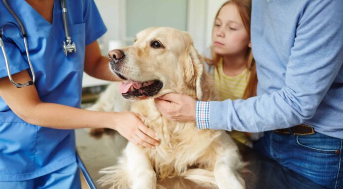 Spiegazione dei 4 tipi di linfoma nei cani
