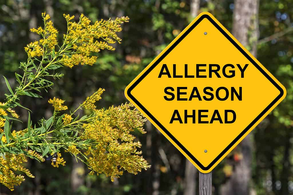 Stagione delle allergie