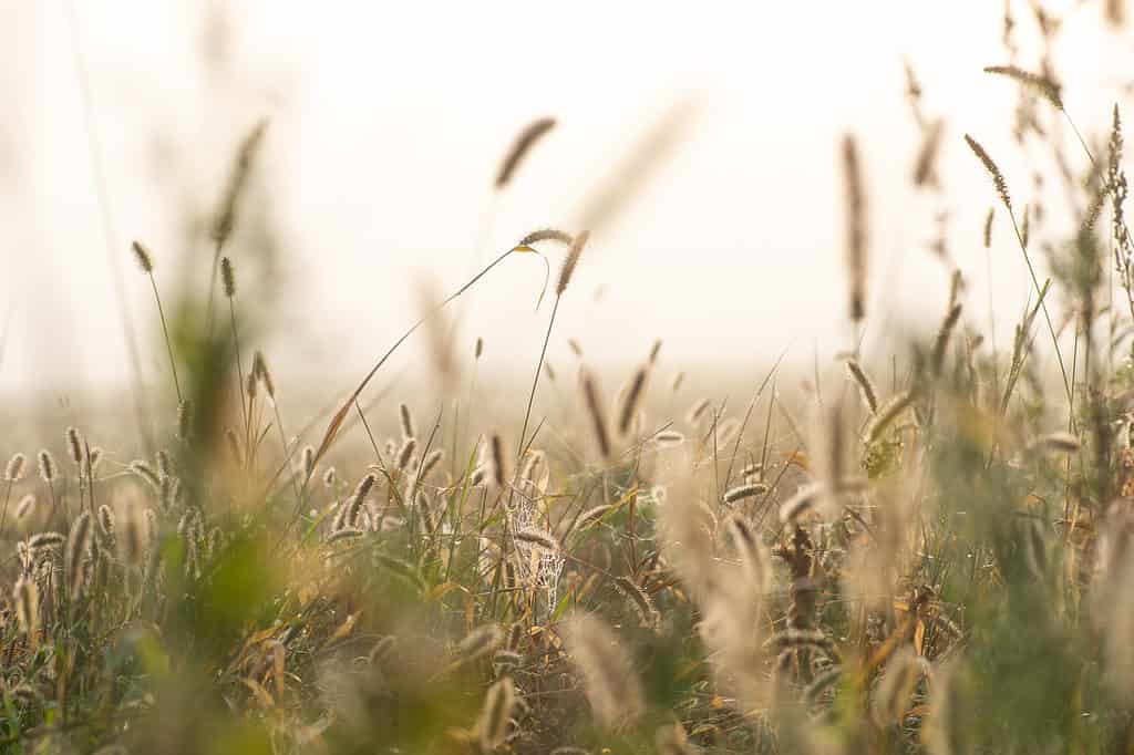 Timothy Grass - Stagione delle allergie nel Nebraska