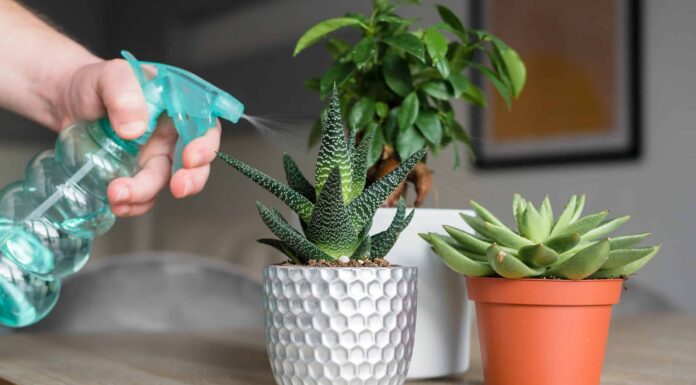 Succulente sott'acqua e sott'acqua: come capire la differenza
