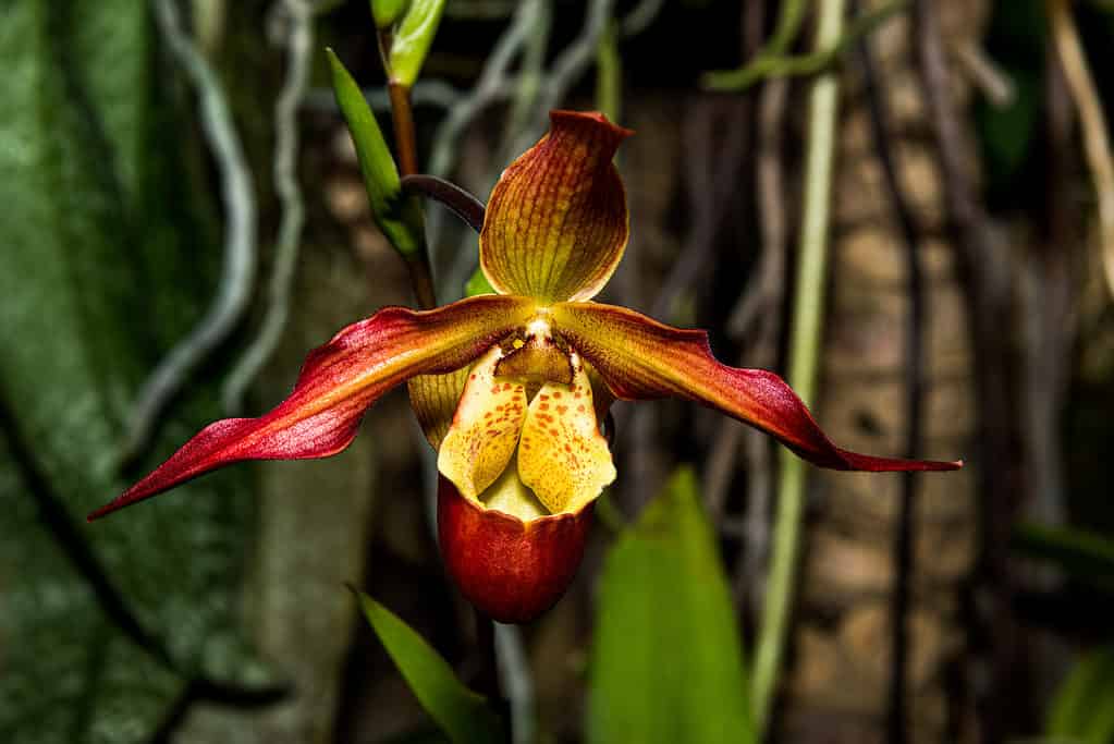 Orchidea del capodanno cinese (Cymbidium sinense)
