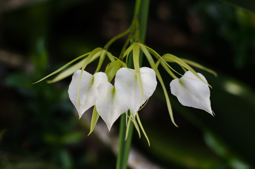 Orchidea Signora della Notte (Brassavola nodosa) - Tipi di orchidee