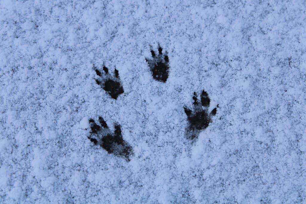 Tracce di scoiattolo grigio orientale nella neve