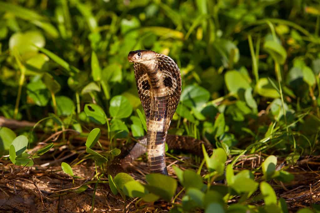 Cobra indiano, Naja naja