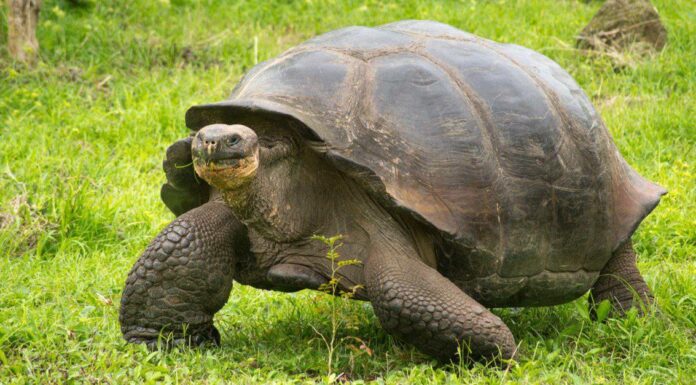 Una tartaruga delle Galapagos è la tartaruga più vecchia di sempre?
