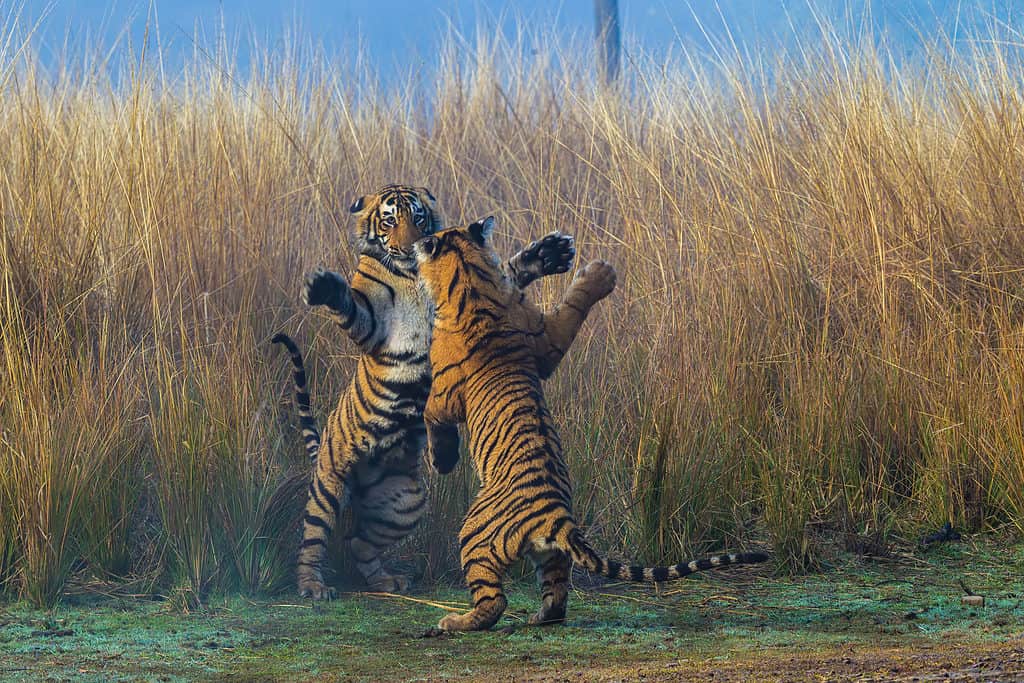 Due tigri che combattono