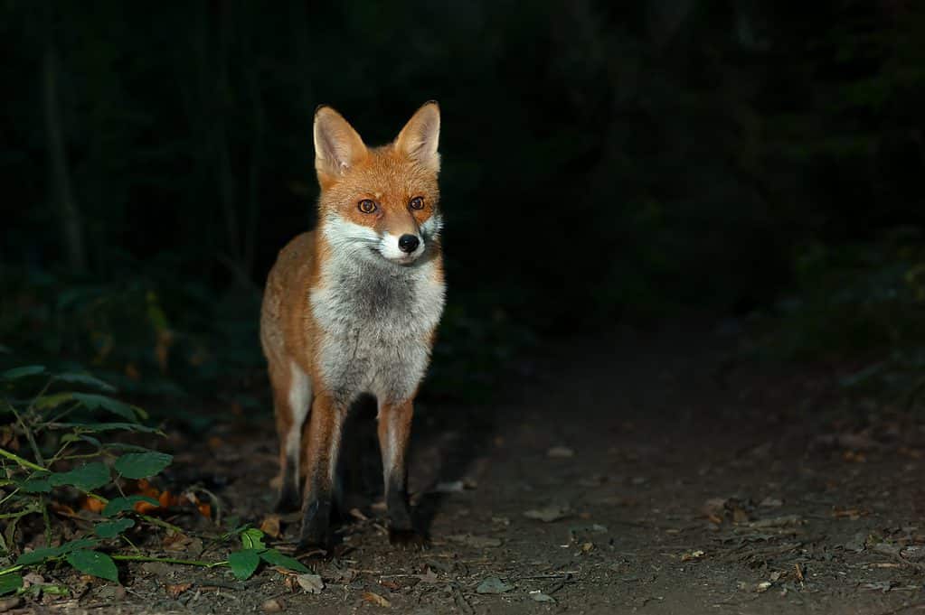 Red Fox di notte nel Regno Unito