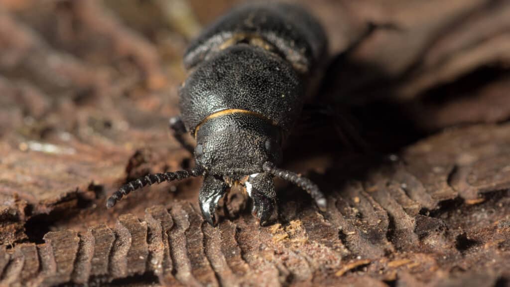 scarabeo di corteccia