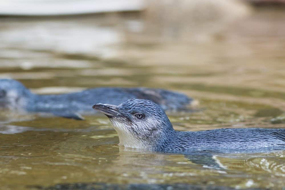 Piccolo pinguino blu che nuota