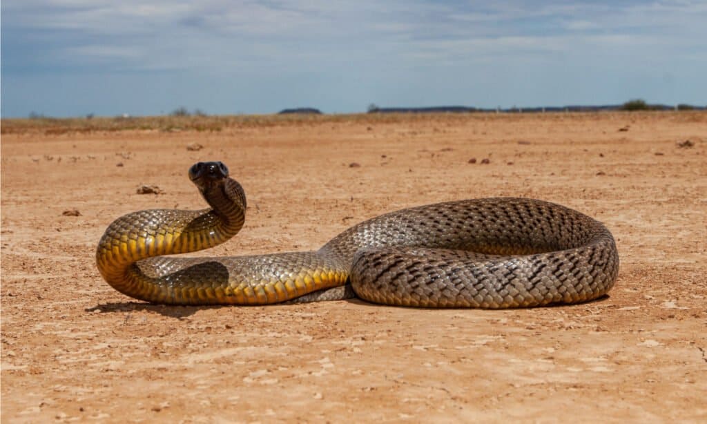 Inland Taipan, un serpente simile al Central Ranges Taipan.  The Central Ranges Taipan una specie di serpenti taipan altamente velenosi, mortali e veloci.