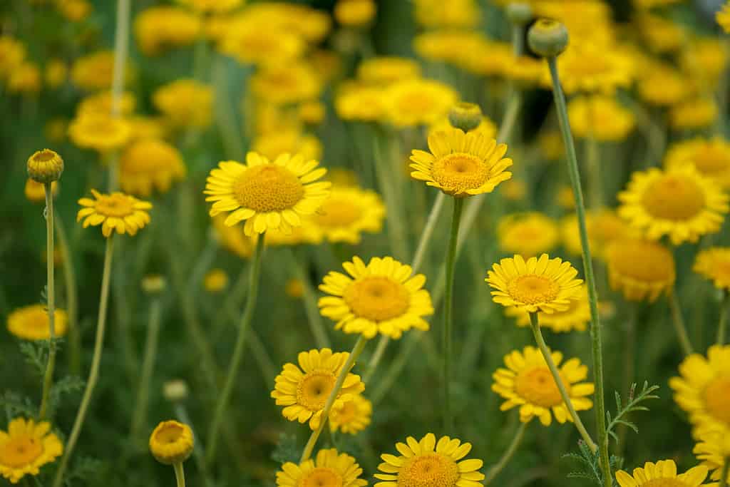 Marguerite Daisy Fiore Giallo, Anthemis Tinctoria