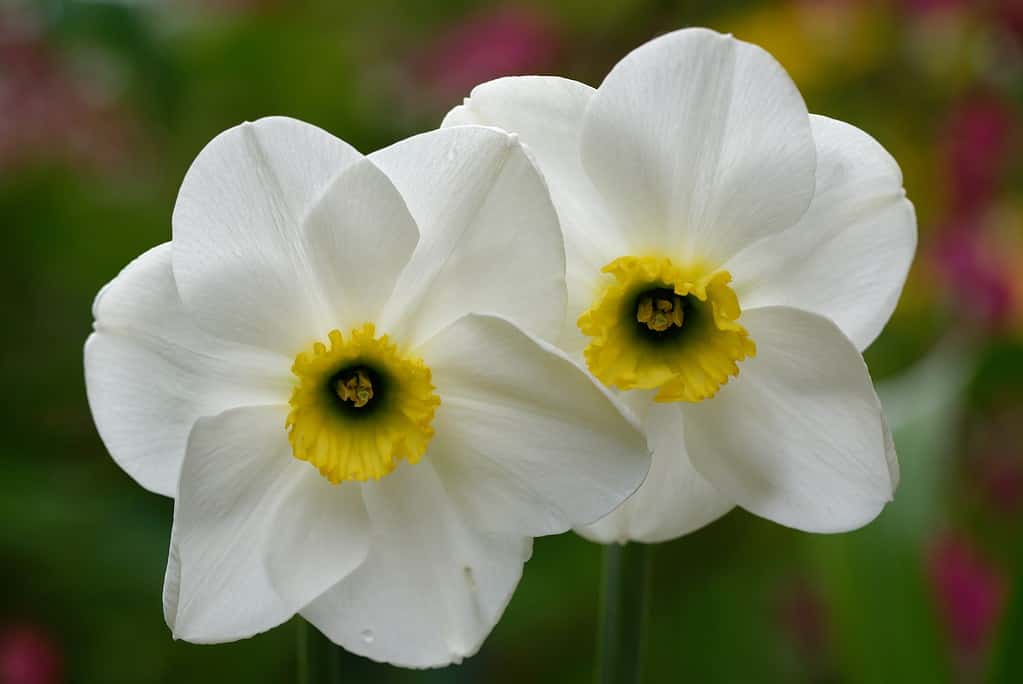 Narciso 'Cedar Hills'