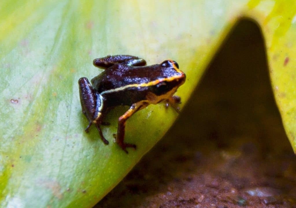 animali più piccoli - Monte Iberia Eleuth ATTRIBUZIONE NON TROVATA