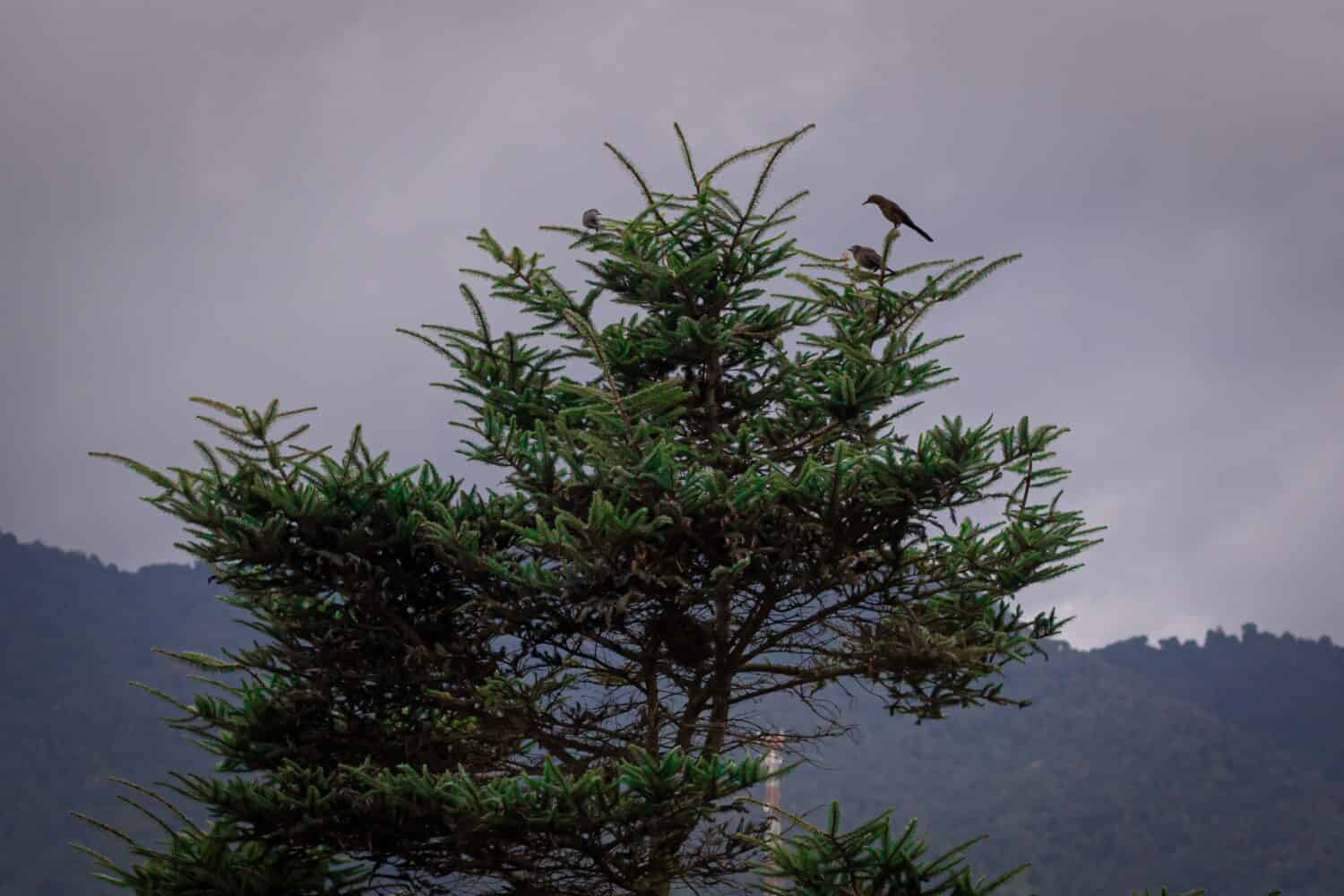 Pinabete in pericolo di estinzione in Guatemala, con uccelli sulla punta.