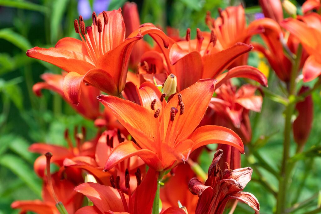 Giglio asiatico Orange Ton che cresce nel giardino in estate