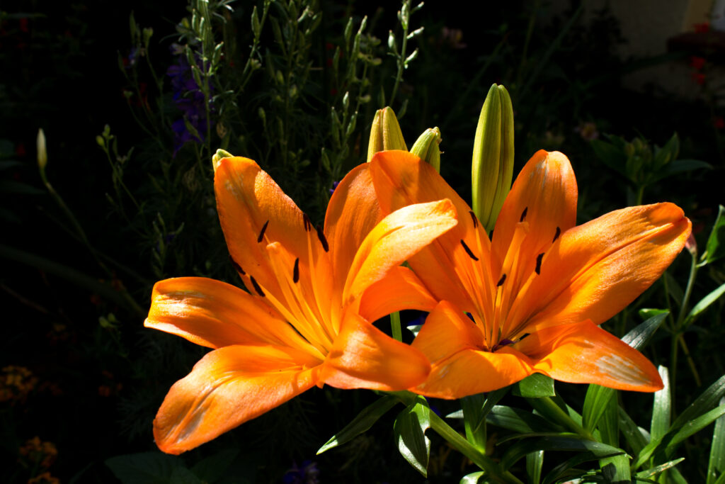 Giglio Easy Love (Lilium 'Easy Love')