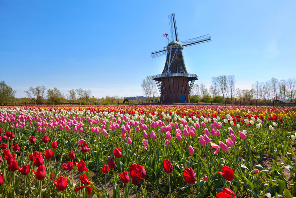 Il Tulip Time Festival in Olanda, nel Michigan, è il più grande festival dei tulipani negli Stati Uniti.